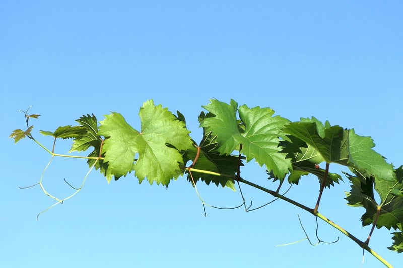 Glamour grapevine